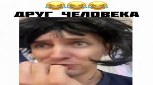 Друг человека.