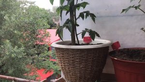 #гномтоматный Гном Томатный Лапа кенгуру.