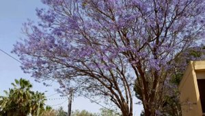 ФИАЛКОВОЕ ДЕРЕВО,ЦВЕТЁТ ЖАКАРАНДА.АФУЛА.Израиль.Jacaranda blooms.