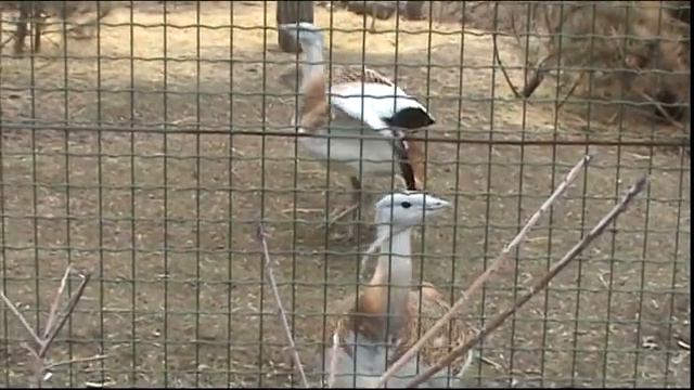 Николаевский зоопарк смотреть онлайн