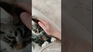 Котенок Мейн Кун 3 месяца