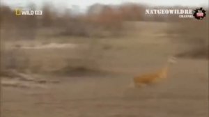 Животные, у которых получилось избежать гибели