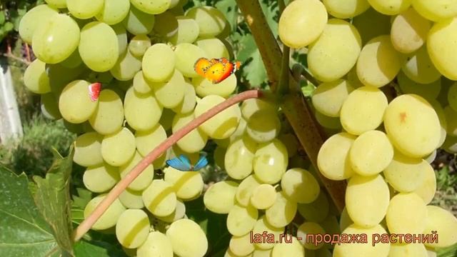 Виноград плодовый Августин (vitis augustin) ? Августин обзор: как сажать, саженцы винограда Августи