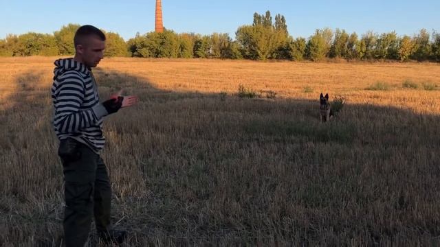 На что способна НЕМЕЦКАЯ ОВЧАРКА, цирковая дрессировка, выполнение команд, как учить и что делать?