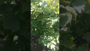 Обзор сортов фундука: Превосходный, Ядреный, Киевский крупноплодный