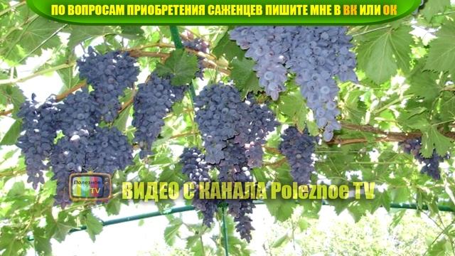 ВИНОГРАД ПАМЯТИ НЕГРУЛЯ ОПИСАНИЕ СОРТА