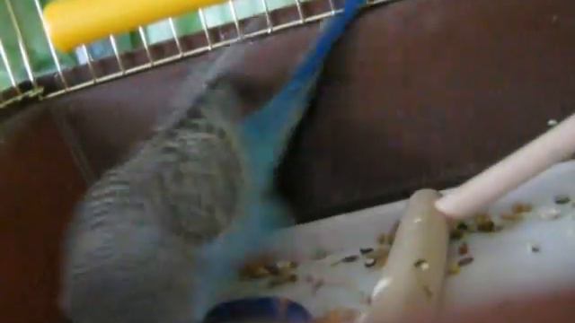 Попугайчик и зеркальце смотреть онлайн