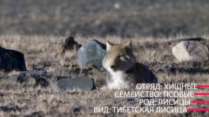 Тибетская Лиса
