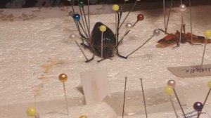 Как расправлять жуков