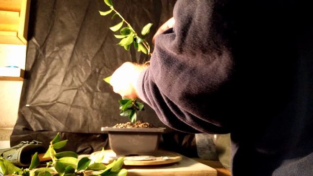 Camellia Setsugekka Initial Wiring смотреть онлайн