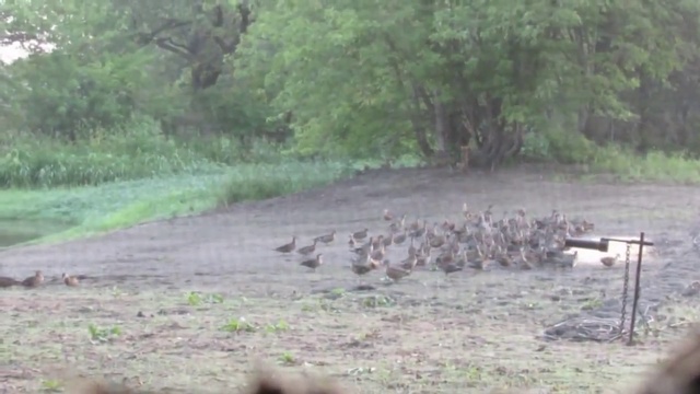 Как ловят утку для окольцовывания. Ловушки (охота) на утку. смотреть онлайн