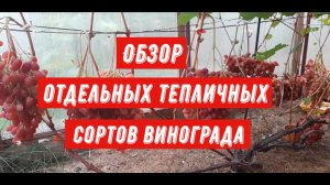 Обзор отдельных тепличных сортов винограда