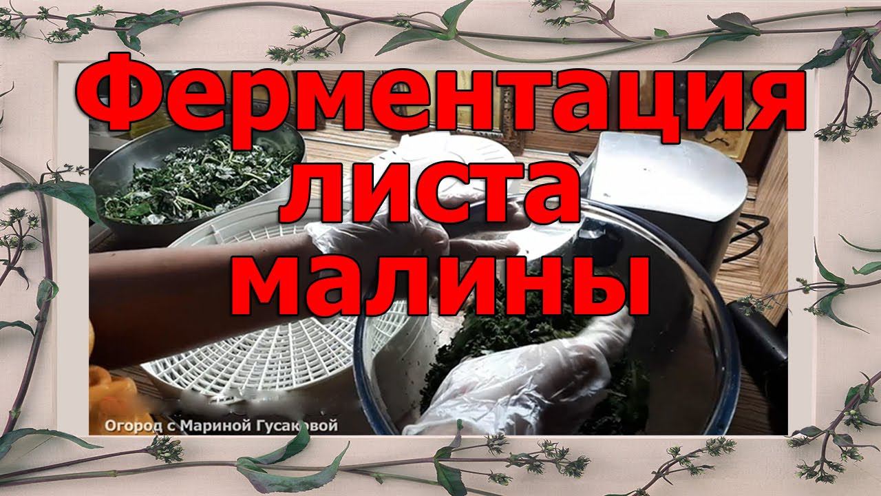 ЧАЙ из ФЕРМЕНТИРОВАННЫХ ЛИСТЬЕВ МАЛИНЫ своими руками. Малиновый ЧАЙ