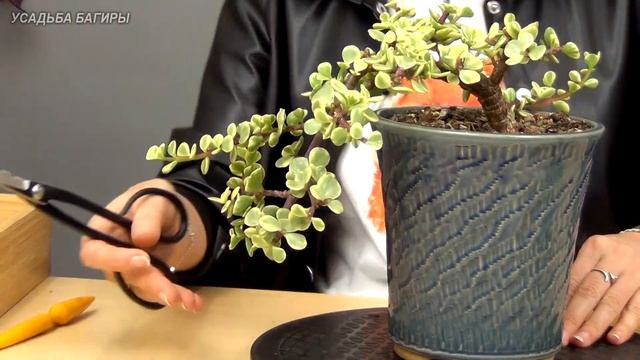 Бонсай из портулакарии в полукаскадном стиле (ч.3). смотреть онлайн