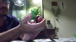 Армянская душащая гадюка. :-) Радужный удав. Кто лучше подойдёт в качестве первой змеи?