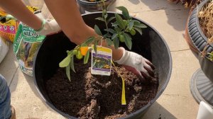 New Fruit Tree: Semi-Dwarf Nagami  Kumquat