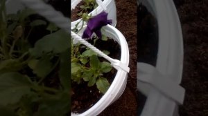 Цветение ампельной виолы виттрока Кул Вейв Пурпл