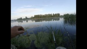 Рыбалка на поплавок. Ловля карасей на болтушку..