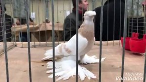Выставка Узбекских двухчубых голубей в Германии Часть 2