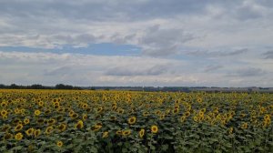 Красивое поле подсолнуха