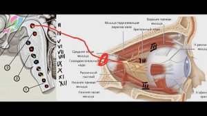 Как выучить черепные нервы?  Часть 2.