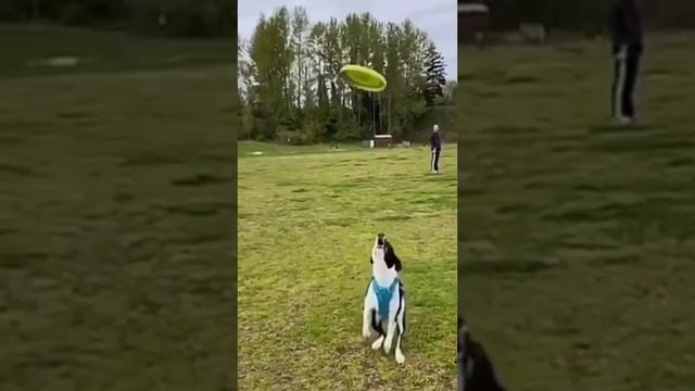 Смешные Моменты с Собаками 2023 | Подборка Смеха | Юмор с Любимцами | Веселые Щенки | часть 2 смотреть онлайн