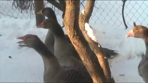 Серые крупные гуси! Зимнее содержание!!!//Секреты хороших урожаев.
