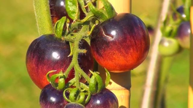 Tomato Indigo rose - niebieski pomidor,antyoksydant ! смотреть онлайн