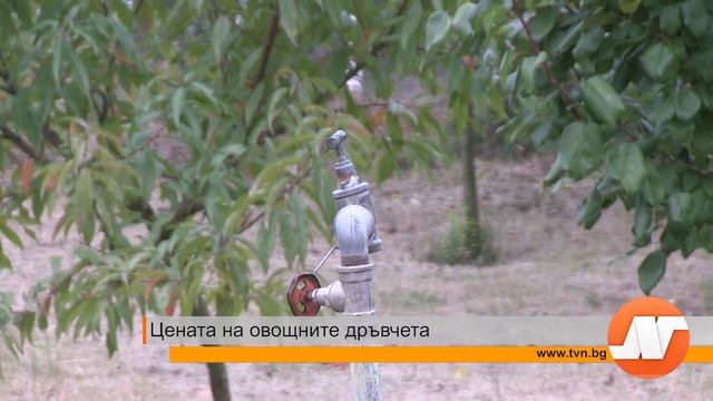 Овощен разсадник BB Garden в TVN Русе - репортаж с инженер агроном Боян Богомилов 08.10.2015 г. смотреть онлайн