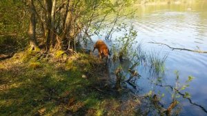 Loch Ness monsters seen at the lake