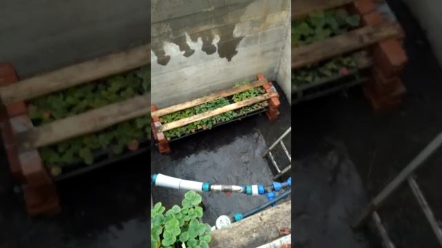 Как сохранить кассетную рассаду Клубники Земляники зимой в Сибири