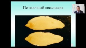 Паразитология и инвазионные болезни 1 Лекция 2 Фасциолёз крупного и мелкого рогатого скота