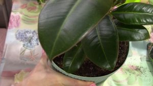 Польза золы для цветов! Как проводить подкормки. Использование золы для комнатных растений!