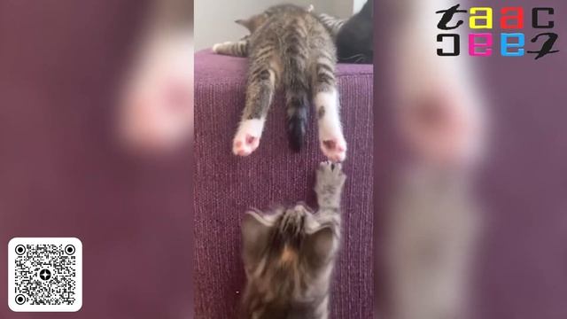 Смешные и Милые Котики и Коты. Смотреть До Конца Вам Понравиться.