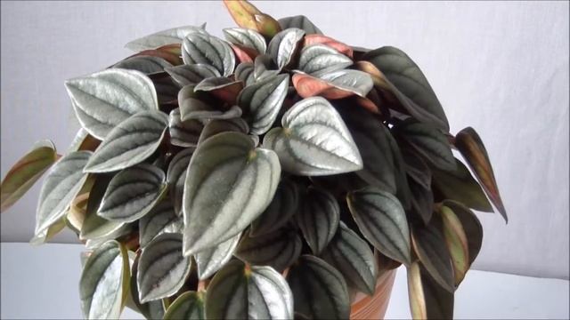 Пеперомии 3-х видов: Бурбелла, Наполи Найт, Абрикос смотреть онлайн