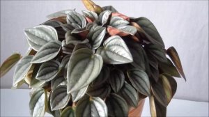 Пеперомии 3-х видов: Бурбелла, Наполи Найт, Абрикос