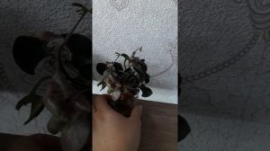 СК-Лунатик. Первое цветение....