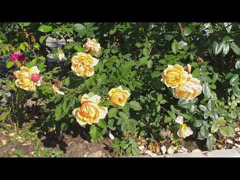 Садовые дорожки и горка женскими руками... Не мастер-класс!