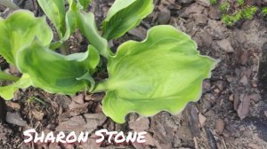 Хосты...Как перезимовали мои коллекционные сорта ...