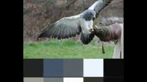 Сочетание серого цвета в дизайне