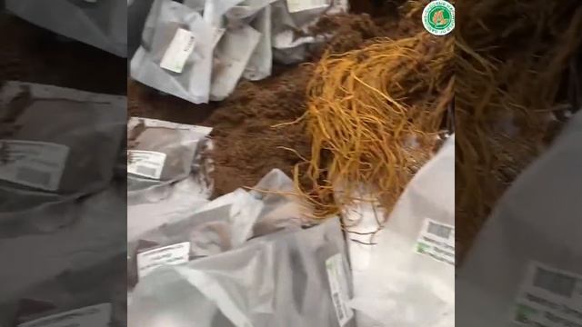 РОСКОШНЫЕ саженцы КЛЕМАТИСОВ, сезон ВЕСНА-2023! смотреть онлайн