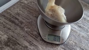 Индюшатам 7 дней и вес Хайбрид Конвертер ?