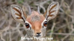 ДИКДИК/Копытные/Животные/Интересные факты