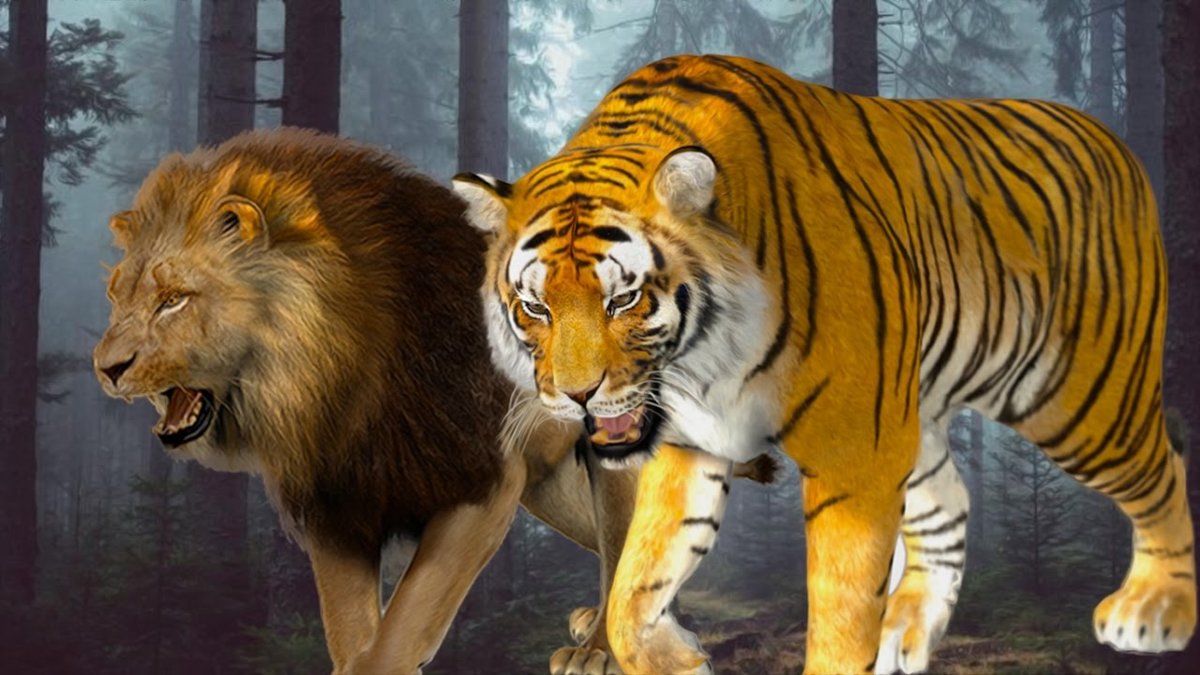 Почему тигр лев. Лев против тигра. Амурский тигр и Лев. Уссурийский Лев. Амурский тигр против Льва.