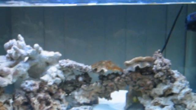 jebo fish tank saltwater 2 weeks old смотреть онлайн