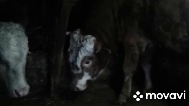 быки порода симментал мясное направление