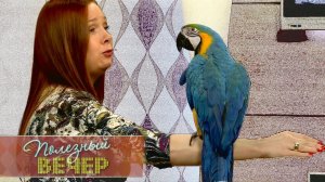 Какого попугая завести дома