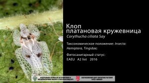 Клоп платановая кружевница (Corythucha ciliata Say)