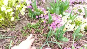 Особенности размножения прострела и морозника семенами 29.03.2023 г. Пятигорск, Ставропольский край