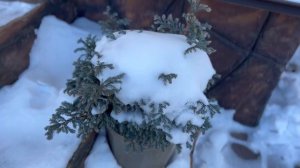 Можжевельник казацкий и что растёт в горшках зимой